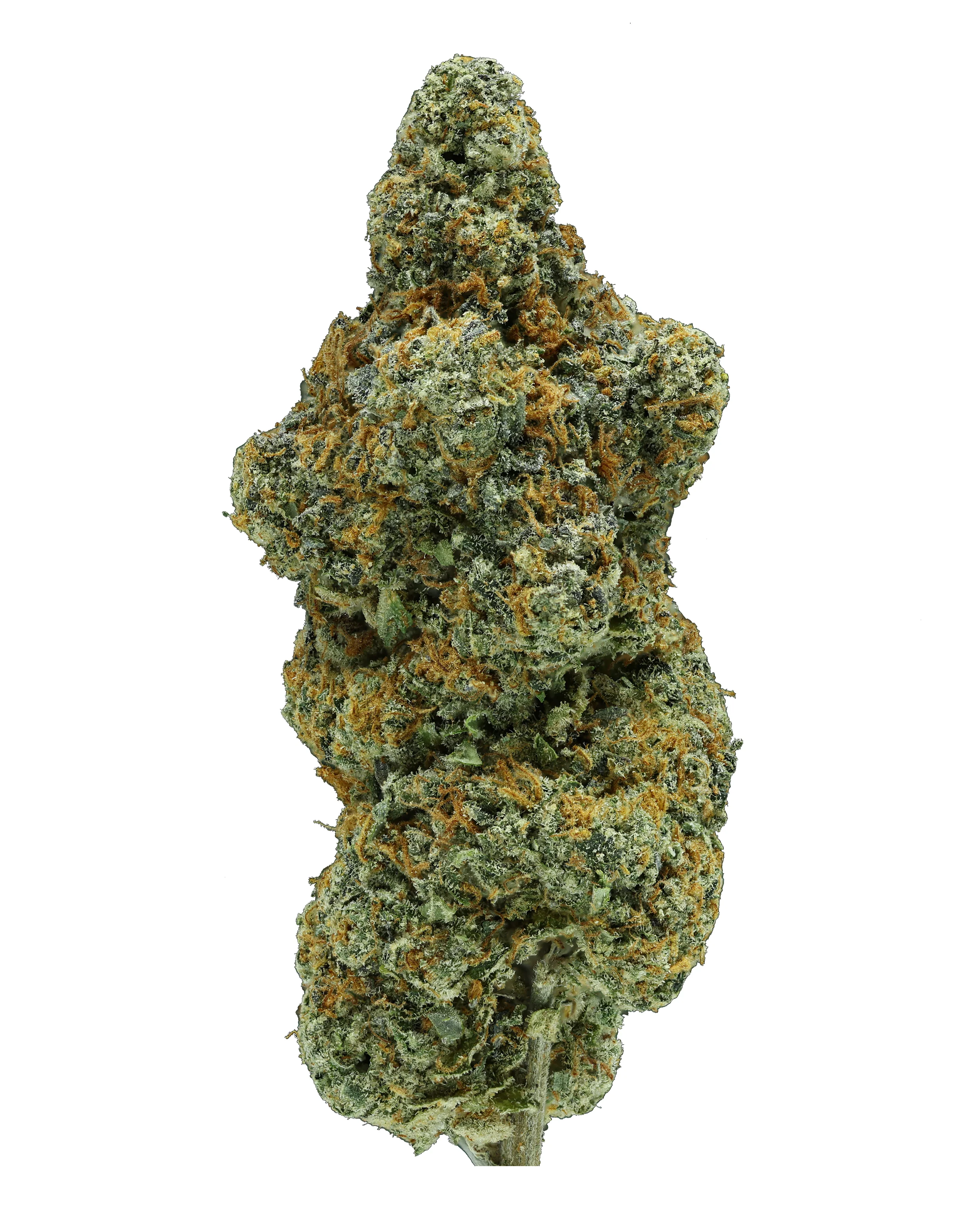 Gelato 41 THCa Flower