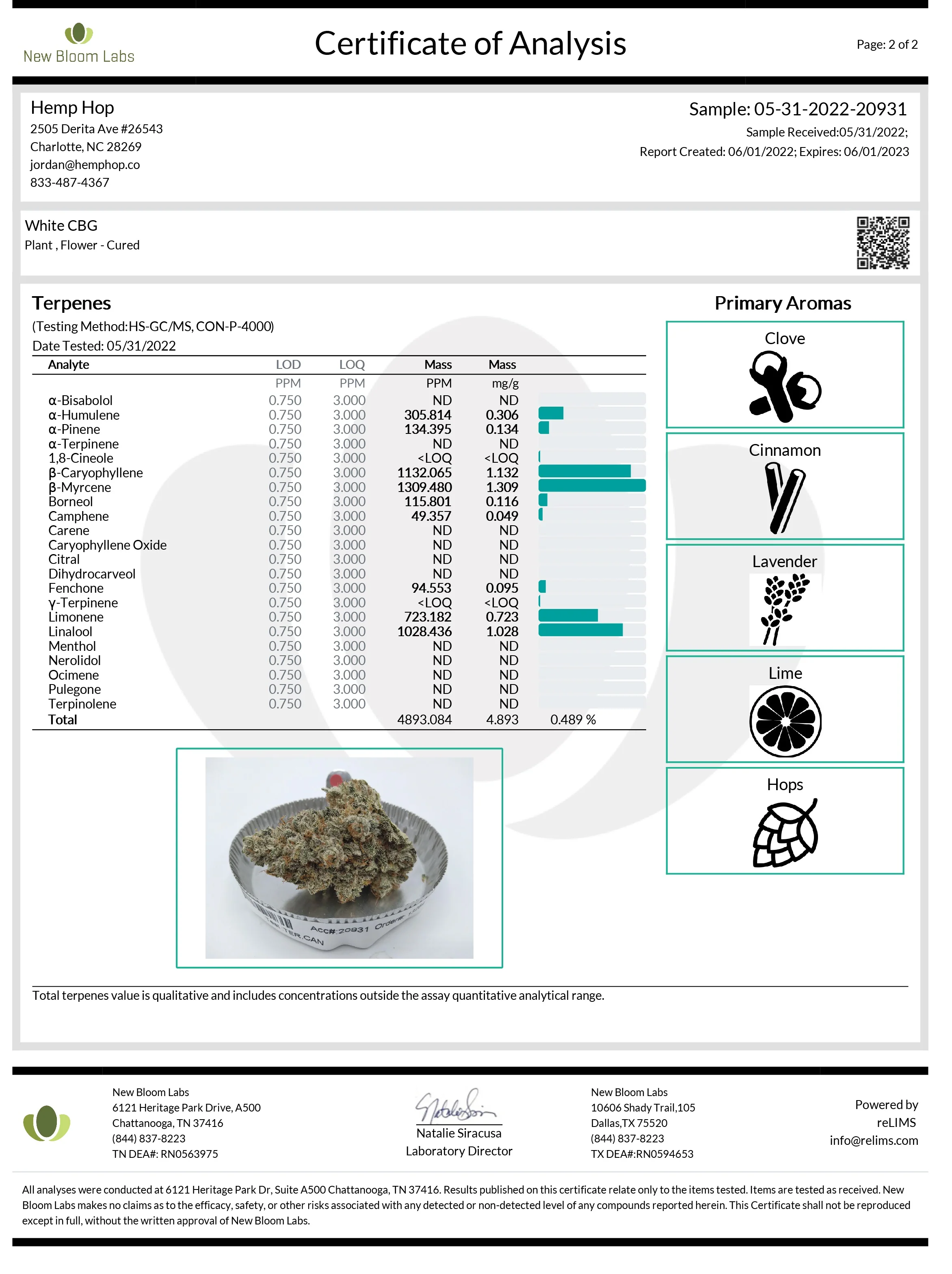 Indoor White CBG (Triploid) - Image 3