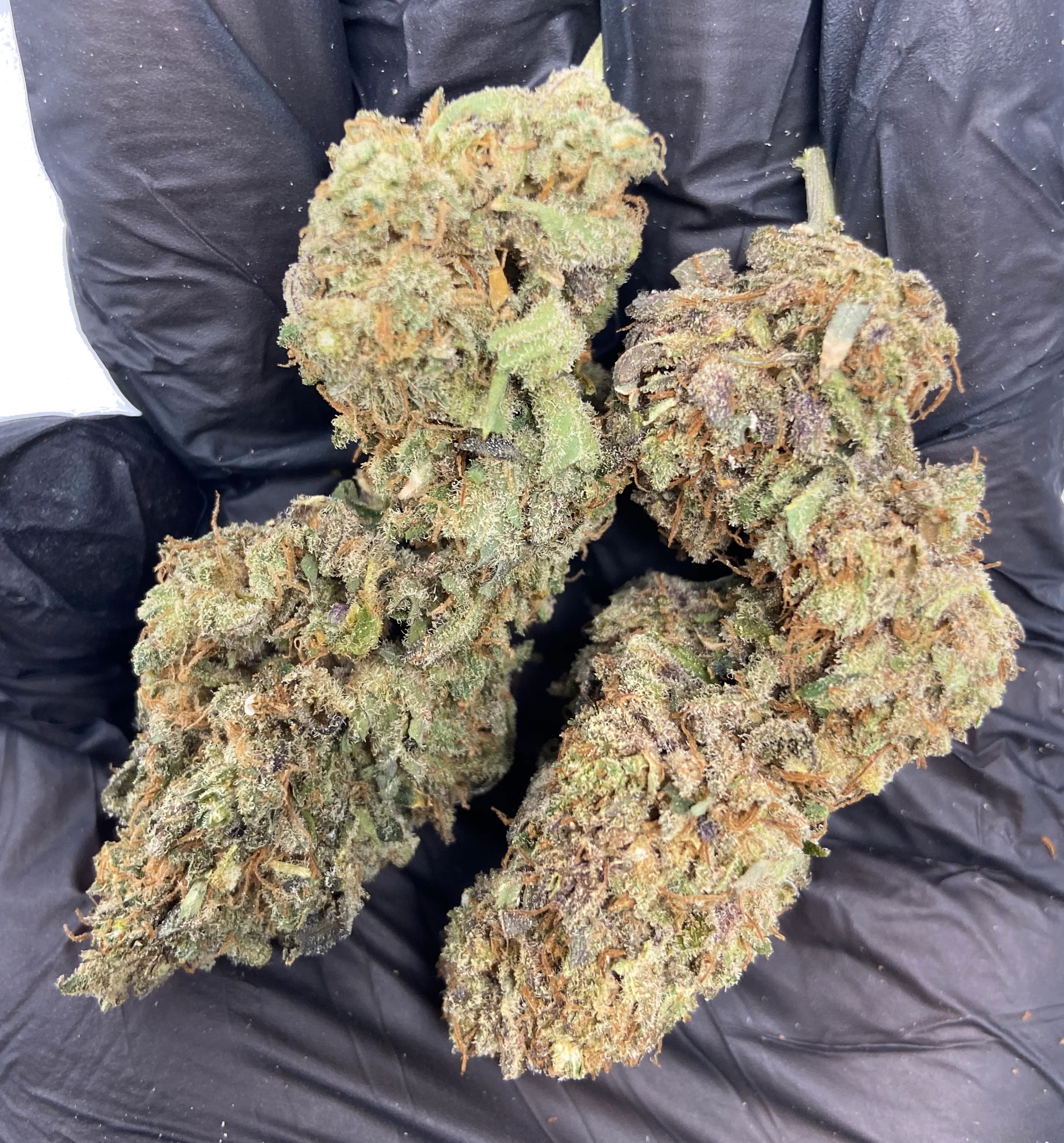 Indoor Mothership