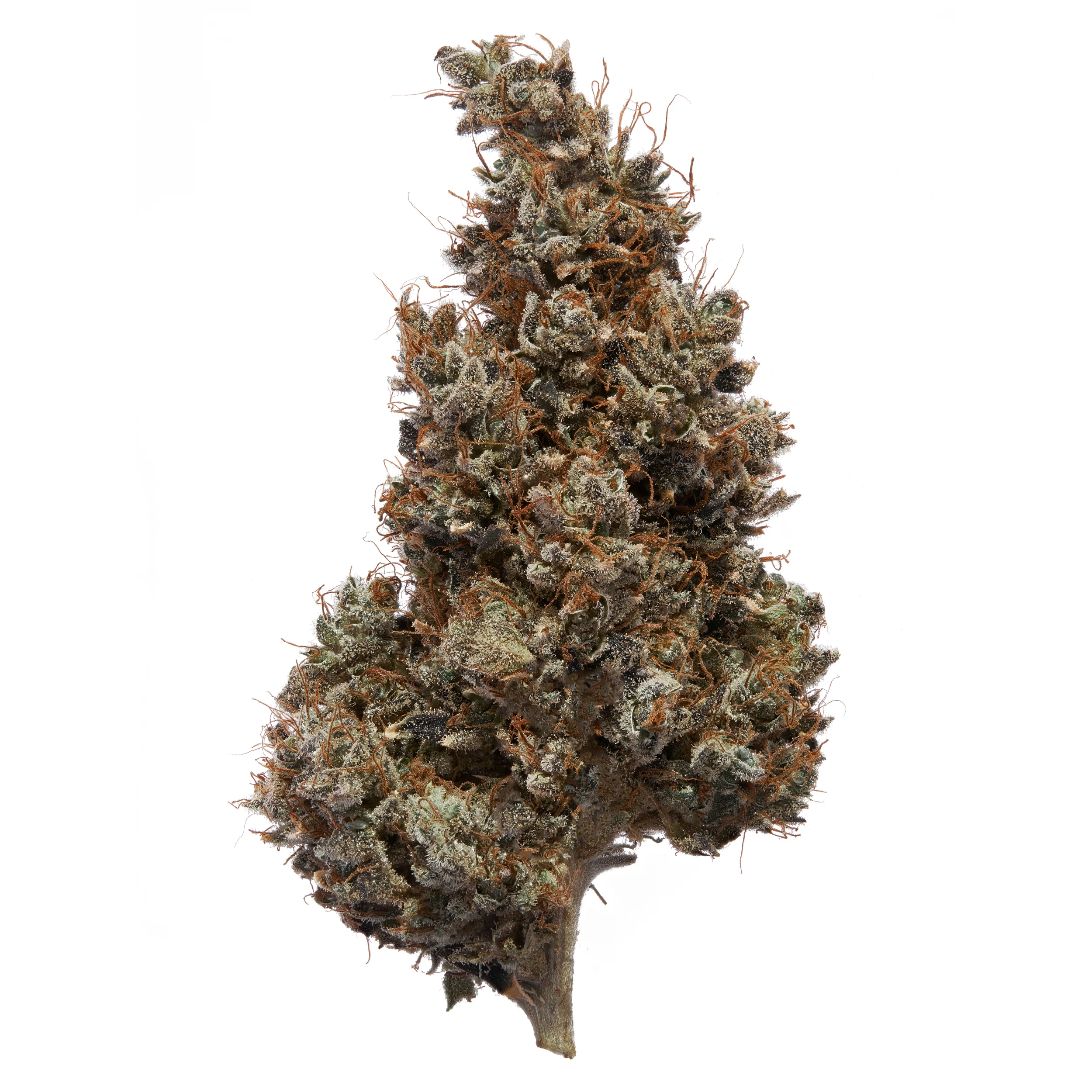 Indoor Pacific Cooler CBD Flower - Image 3